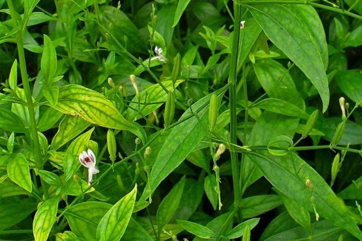 Ilustrasi tanaman liar yang berkhasiat untuk obat. Sumber: Kompas.com