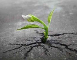 Ilustrasi gambar sebuah tanaman yang layu dan tidak bisa bertahan ditengah tanah yang kering. Foto by TEMPUSDEI. id oleh Florianus Marung