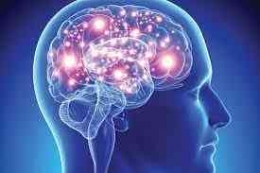 Ilustrasi Otak Manusia (sumber: surya university)