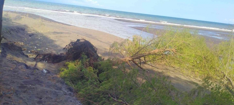 Sebuah pohon cemara roboh terkena dampak erosi di Pantai Cemara, Kabupaten Banyuwangi, Selasa (6/9/2022). dokpri