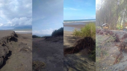 Kolase foto-foto dampak erosi terhadap vegetasi dan tanah di Pantai Cemara Kabupaten Banyuwangi, Selasa (6/9/2022) dokpri