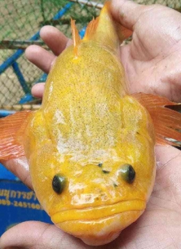 Ikan goby emas tangkapan nelayan Raluk Rattanapolthi | (foto: facebook.com/teerasaeng)