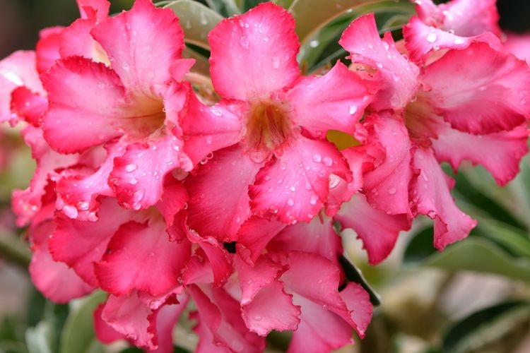 Bunga desert rose atau kamboja jepang atau adenium. ((SHUTTERSTOCK/SATHIT HUAYSAN via KOMPAS.com
