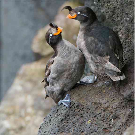 Auklet Jambul (Pic: Marie Read/Nature Picture Library