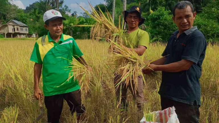 Menghitung ubinan padi organik (dokpri)
