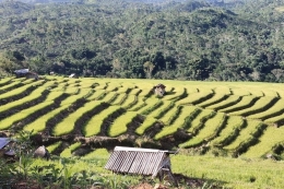 Manggarai Timur, Nusa Tenggara Timur terkenal dengan areal persawahan Terasering dikerjakan para petani (KOMPAS.com/MARKUS MAKUR)(KOMPAS.COM/MARKUS MAKUR) 