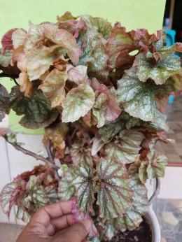Begonia, dapat dikembangbiakkan melalui stek daun (dokumentasi pribadi)