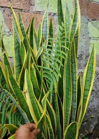 Lidah mertua alias sansievera mudah diperbanyak dengan stek daun (dokumentasi pribadi)