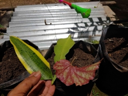 Persiapan media tanah dan tanaman yang akan dikembangbiakkan dengan stek daun (dokumentasi pribadi)