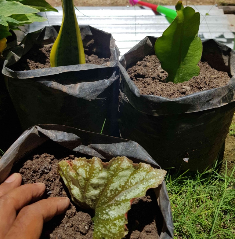 Semai stek  daun lidah mertua, wijayakusuma, dan begonia pada campuran tanah di dalam polibag (dokumentasi pribadi)