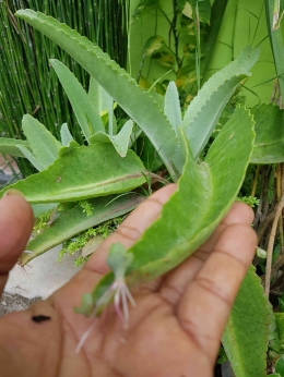 Cocor bebek, salah satu tanaman hias yang sering dijadikan bahan praktik stek daun oleh para pelajar (dokumentasi pribadi)