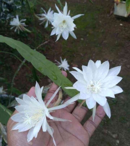 Bunga wijayakusma, mudah sekali dikembangbiakkan dengan cara stek daun (foto pribadi)