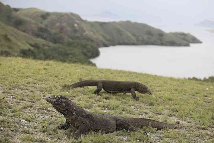 Taman Nasional Komodo, Salah Satu Kawasan Konservasi (WIKIMEDIA COMMONS/YULISEPERI2020) via Kompas.com)