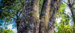 Batang Pohon Gaharu (sumber: elhuna.net)