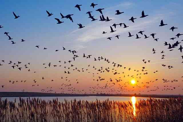Ilustrasi gambar by gkjjoglo. com | Sekawanan burung yang terbang bebas diangkasa