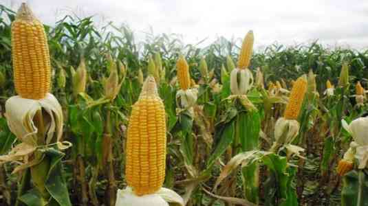 Tanaman jagung akan dipanen (dok foto: kementan/pertanian.go.id)