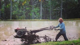 Musim penghujan, para petani mulai membajak sawahnya untuk di tanami padi | Sumber: tribun-bali.com