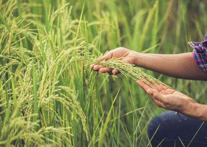 Dari padi inilah, muasal beras yang ditanak menjadi nasi. Salah satu makanan pokok penting di dunia (Dok foto: solopos.com)