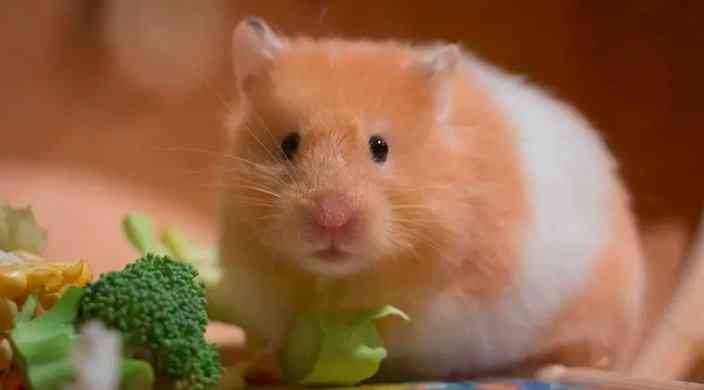 Hamster Endut sumber: https://www.kepogaul.com/hewan/foto-hamster-lucu-dan-imut/
