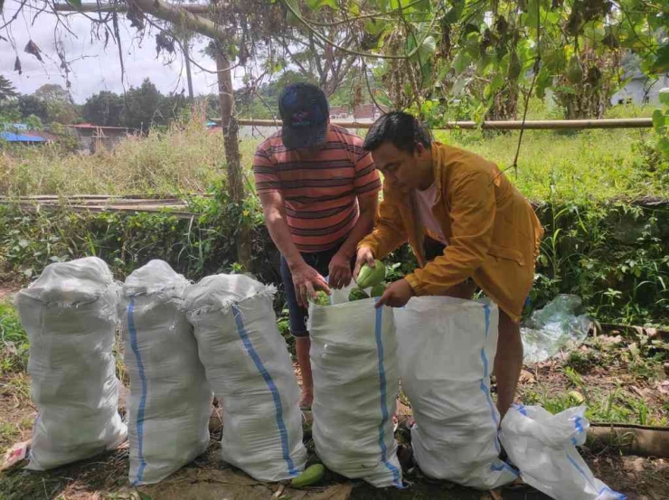 Nampak Masyarakat Mempersiapkan Sayur - mayur Untuk di Bawa Ke Papua 