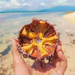 Biota laut(Bulu babi) isi nya yang kerap dimakan oleh warga maringkik. Dokpri 