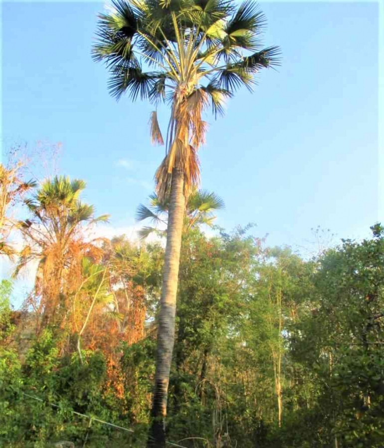Pohon gebang yang tinggi ini sudah dapat dipotong untuk diambil tepungnya (Dok foto: eposdigi.com)