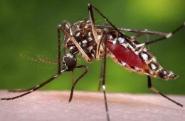 Nyamuk  memiliki daya adaptasi yang tinggi akibat proses evolusi yang dalaminya sehingga sulit untuk dimanipulasi ketertarikannya pada manusia. Photo: James Gathany/Centers for Disease Control and Prevention via AP 