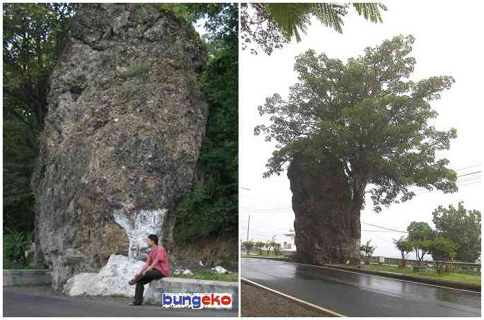 Orang-orang perbatasan Situbondo-Banyuwangi pasti tahu batu besar di tengah jalan ini apa.|Foto: Dokumentasi pribadi