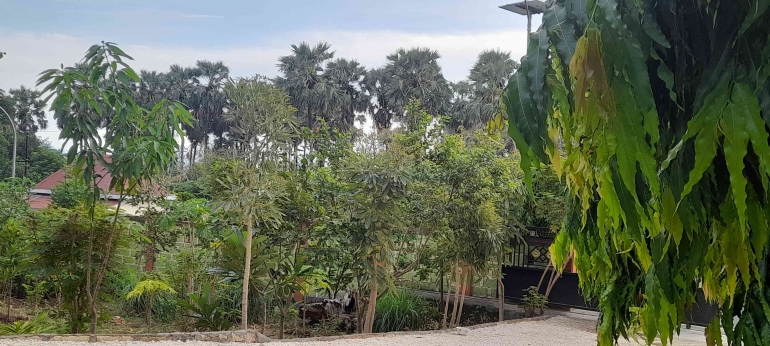 Inspirasi Mantan Gub NTT, Eltari menghadirkan hutan mini di pekarangan (dok foto pribadi)