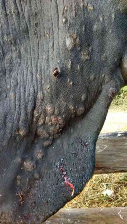 Bintil bintil muncul pada seluruh kulit sapai akibat penyakit Lumpy Skin. Pohoto: nadis.org.uk  