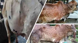 Penampakan fisik sapi yang terjangkit  penyakit Lumpy Skin. Photo: Photo: Badhy, S.C., Chowdhury, M.G.A., Settypalli, T.B.K. et al  