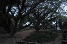 Hutan trembesi pohonnya rindang (Dokumentasi Asita)