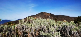 Bunga edelweiss dan puncak Merpati 2.774 mdpl (Dokumentasi Pribadi)