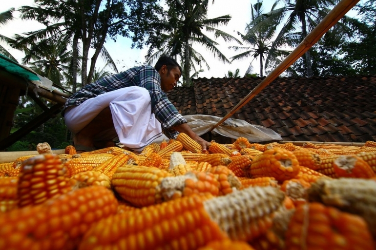Ilustrasi petani jagung menjemur jagung hasil panen di halaman rumahnya. Foto: Kompas/ANGGER PUTRANTO 