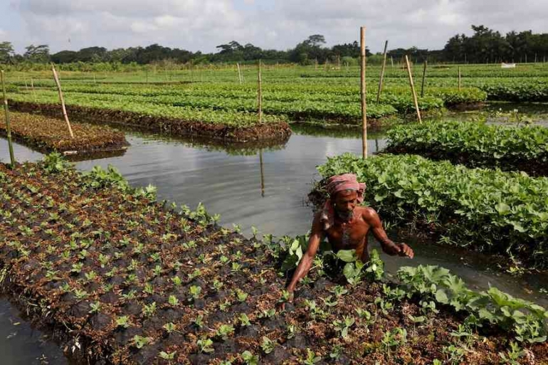 Pertanian terapung warisan nenek moyang  yang menyelamatkan petani Bangladesh. Photo:  Reuters: Mhohammad Ponir Hossain 