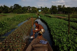 Petani Bangladesh memelihara dan menyiram tanaman di rakit terapung. Photo: Reuters. 