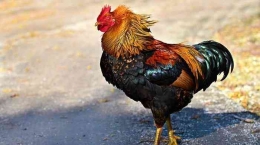 Ayam sebagai penanda waktu di Kodi (sumber: Tribun Batam) 
