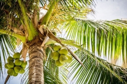 Ilustrasi tanaman kelapa, pohon kelapa. (sumber: PIXABAY/PEXELS via kompas.com) 