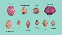 Perbandingan otak manusia dan hewan lain: https://neurotray.com/