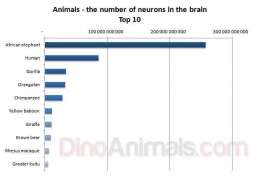 Gajah Afrika memiliki jumlah neurons terbanyak: https://dinoanimals.com/