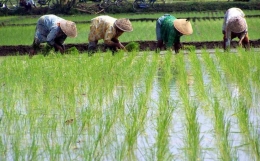 Sekelompok petani sedang bercocok tanam padi | kibrispdr.org