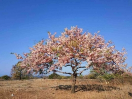 Pohon Konjil di tengah savana Sumba (Sumber foto: Tripsumba.com) 