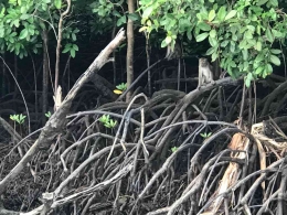 Binatang Kera bergelantungan di pohon bakau ikut menikmati senja (Dokpri)