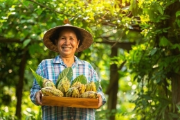 Ilustrasi petani kakao| Dok Shutterstock via Kompas.com