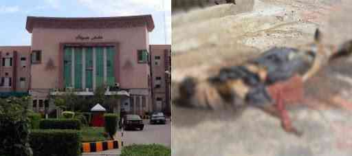 Mayat tergeletak di atap rumah sakit di Multan, Pakistan. | Sumber: socialnews.xyz
