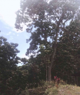 Pohon kemiri di Desa Uwemanje. Dokumentasi pribadi