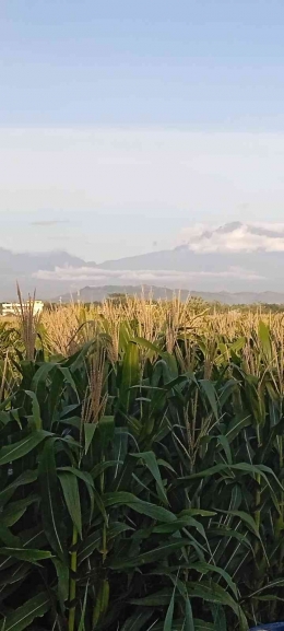 Tanaman jagung tumbuh subur dengan gunung Lawu yang membayang nun jauh di sana (dokpri) 