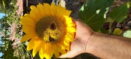 Bunga matahari (koleksi dan dok pribadi)