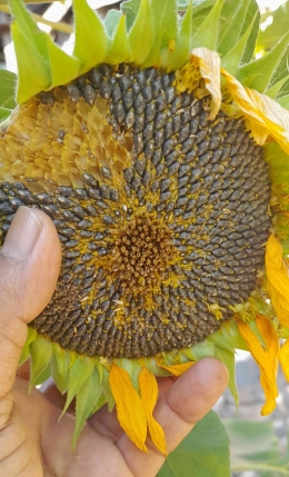 Bunga matahari siap melestarikan diri melalui benih-benihnya (koleksi dan dok pribadi)