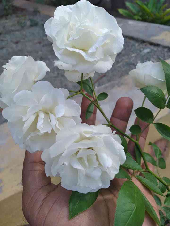 Mawar putih (koleksi dan dok pribadi)